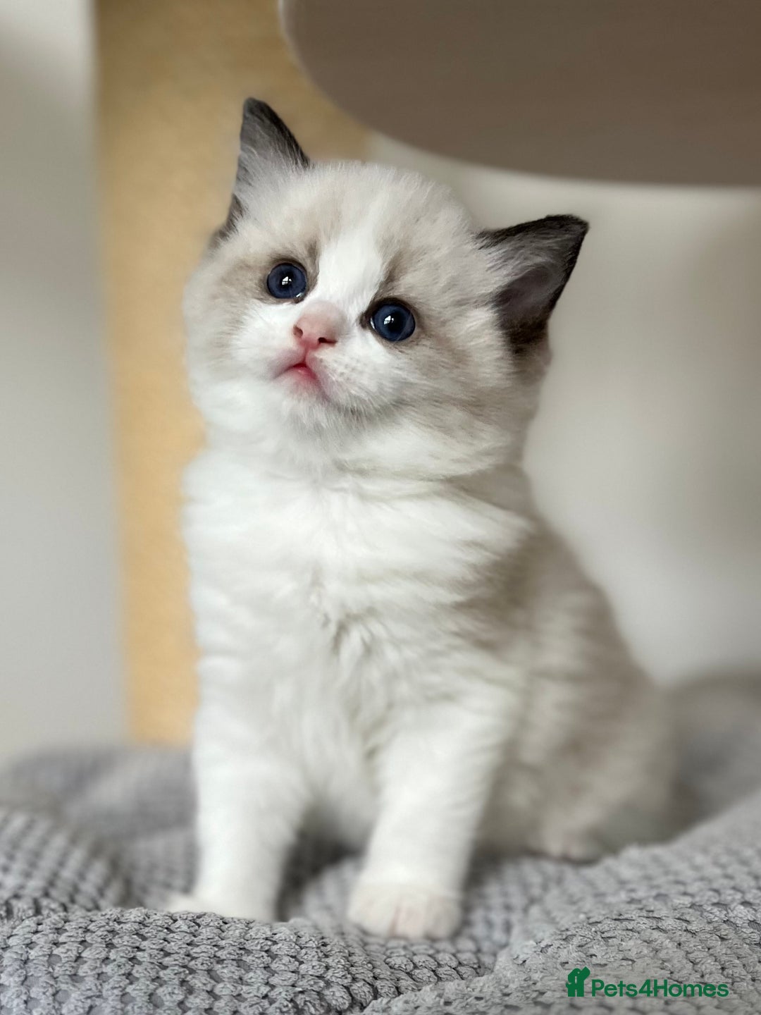 Ragdoll cats for sale: Exquisite Seal Bicolour Ragdoll Boys dolly face - Image 16