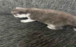 British Longhair cats for sale: 6 beautiful lovable friendly kittens - Image 11