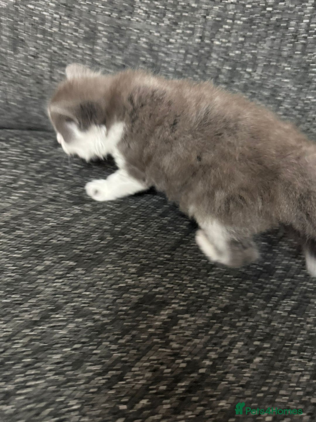 British Longhair cats for sale: 6 beautiful lovable friendly kittens - Image 11