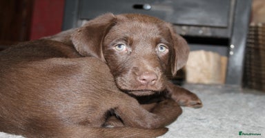 Labrador Retriever dogs - Advert 7