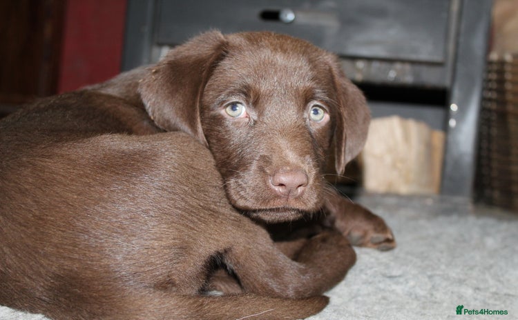 Labrador Retriever dogs - Advert 2