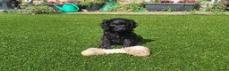 Cockapoo dogs for sale: F1 cockapoo puppies registered breeder  - Advert 6
