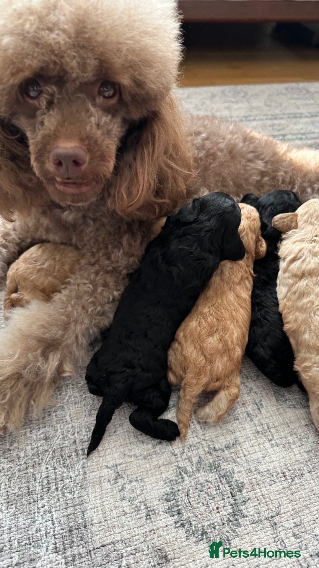 Toy Poodle dogs for sale: Toy poodles (5 girls and 2 boys) - Image 13