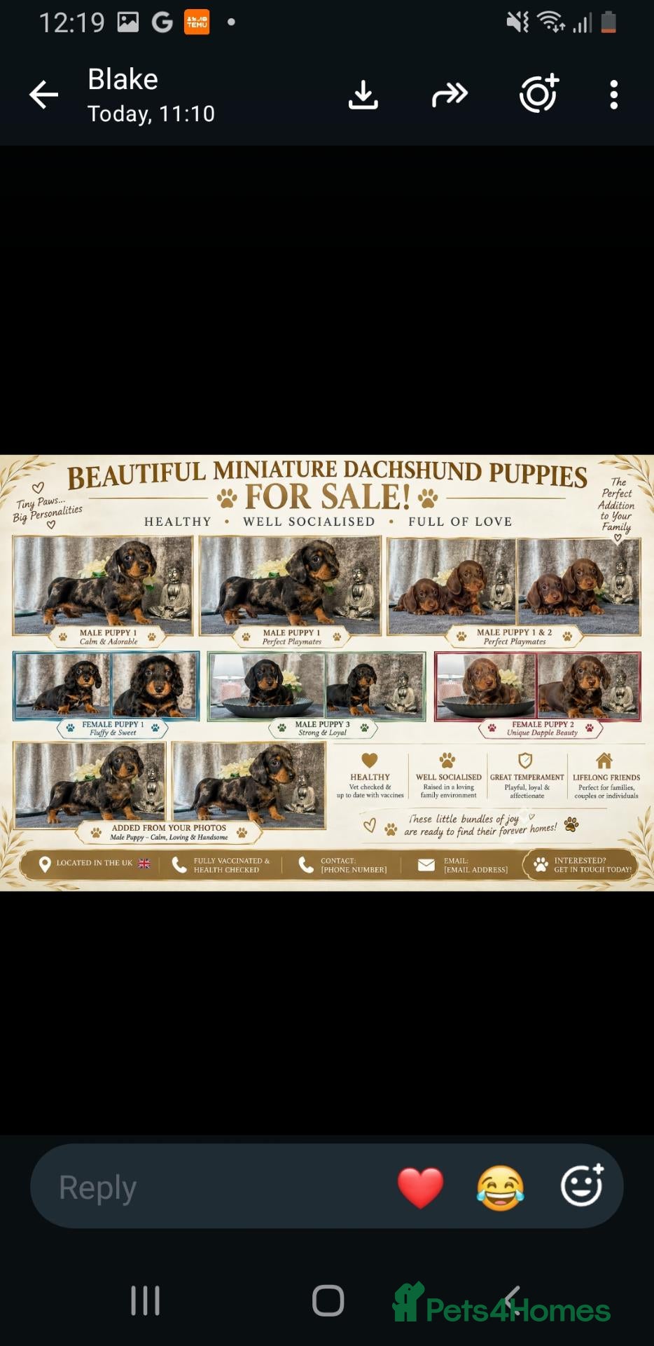 Dachshund dogs Smooth and long hair miniature dapple beauties - Advert 11
