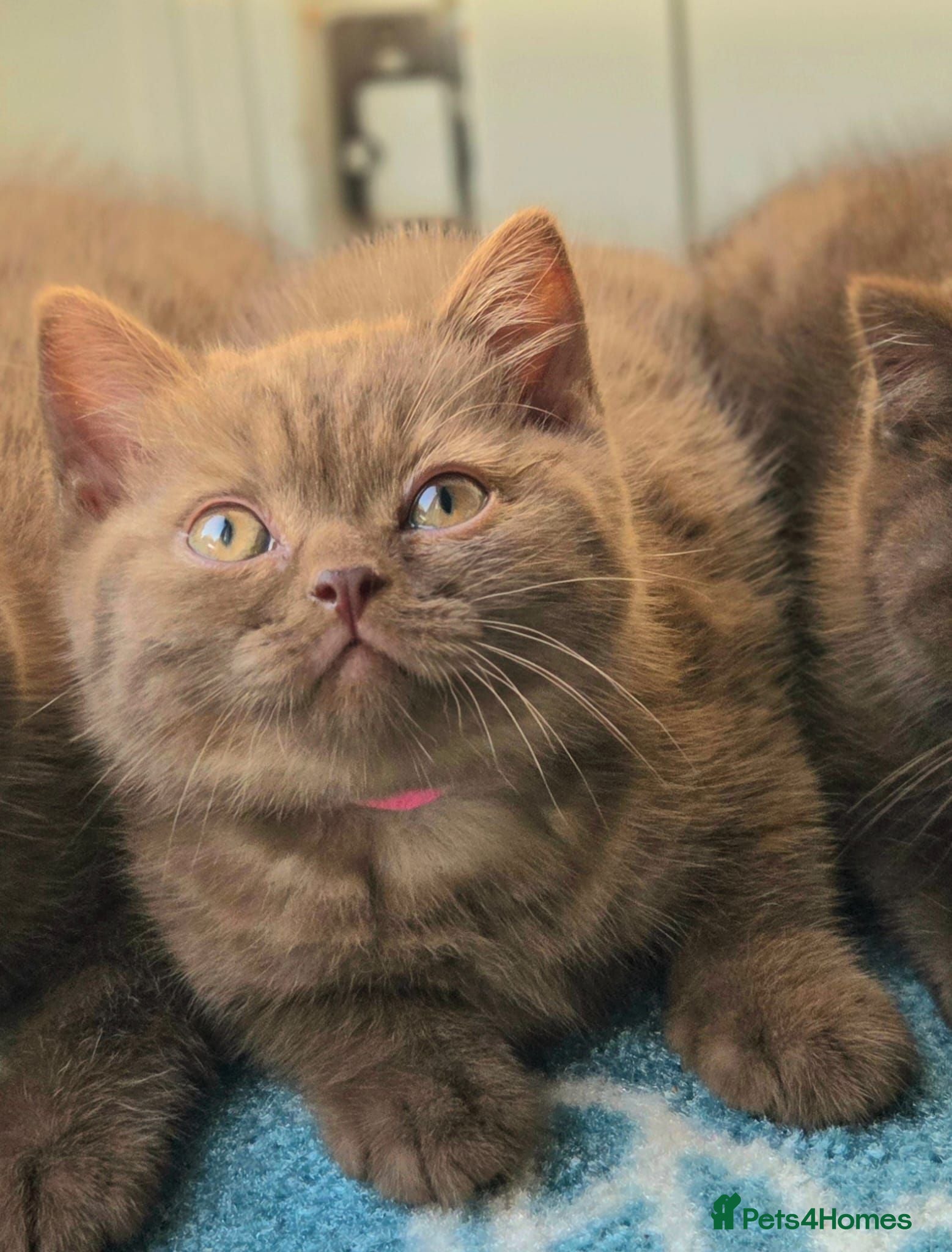 British Shorthair cats British Shorthair Kitten ✨ chocolate Cinnamon Girl - Advert 1