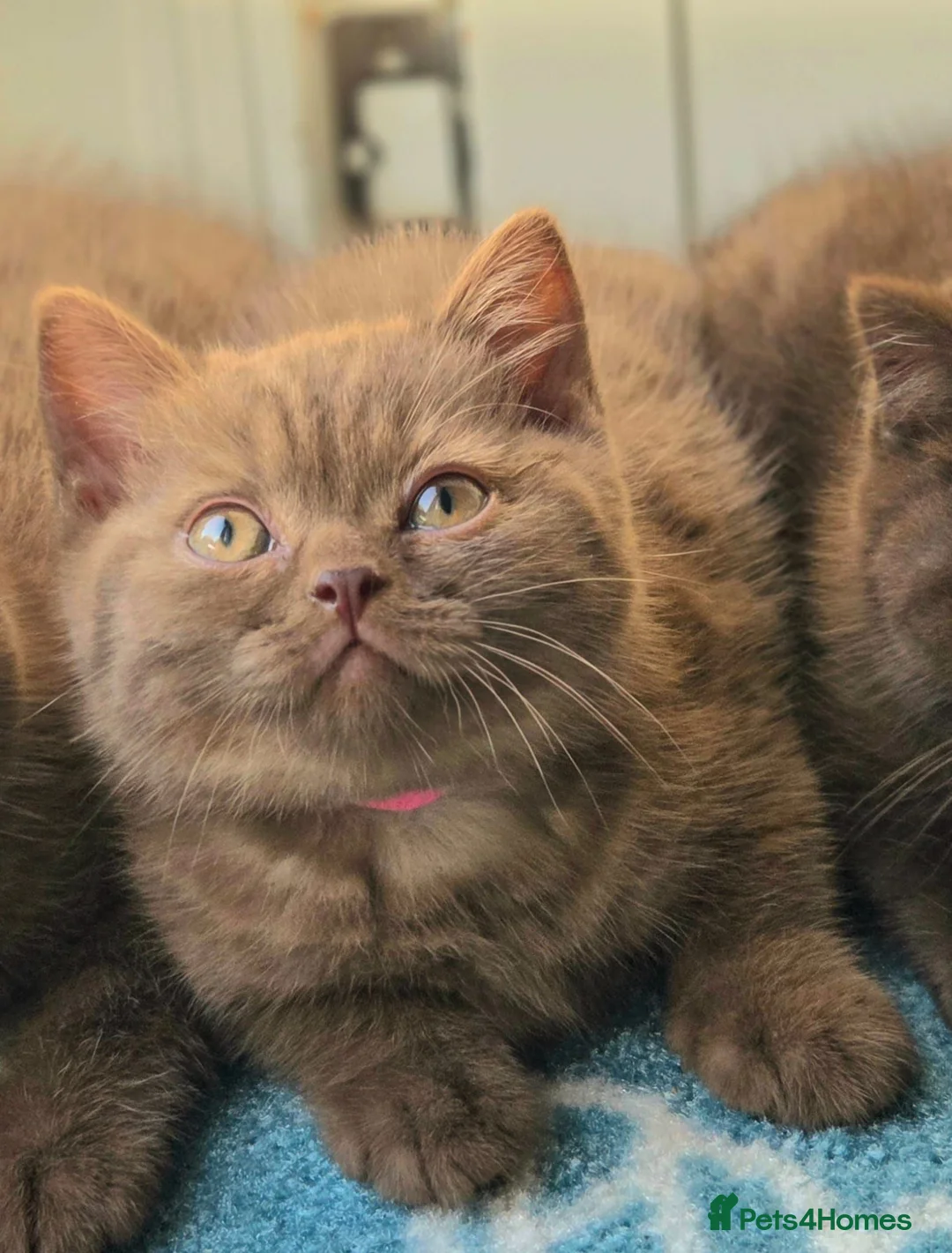 British Shorthair cats for sale: British Shorthair Kitten ✨ chocolate Cinnamon Girl - Advert 1