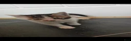 Mixed Breed cats for sale: Six beautiful kittens - Advert 8