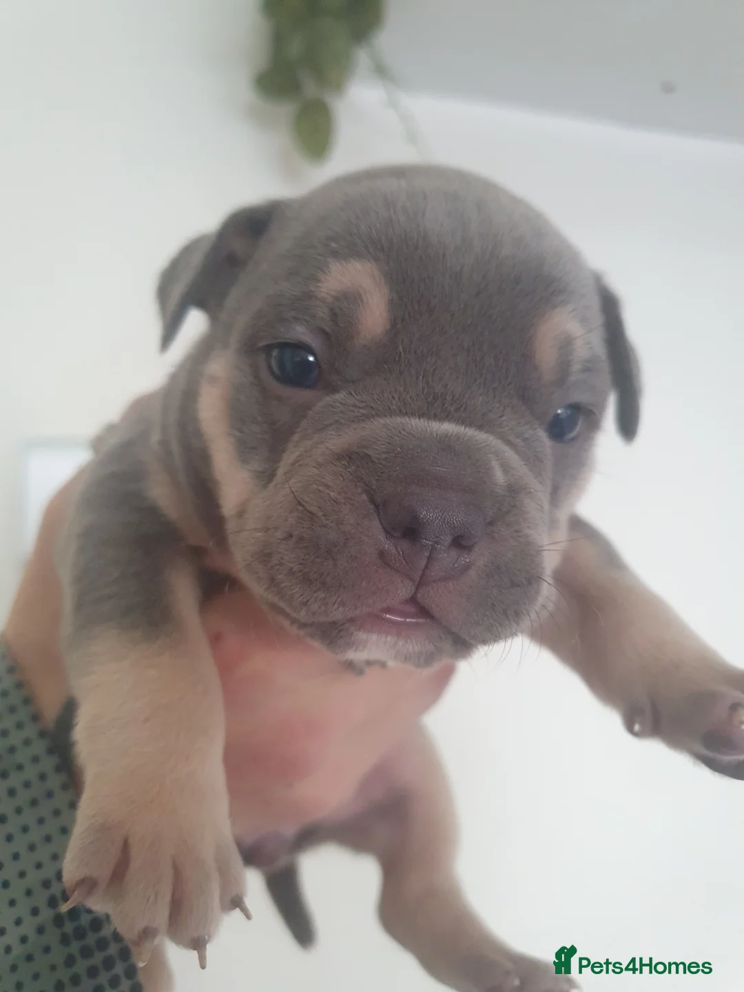 Mixed Breed dogs for sale: Pocket bullys - Advert 2