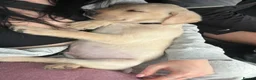 Labrador Retriever dogs for sale: Beautiful yellow Labrador Puppy - Oscar 💙 - Advert 16