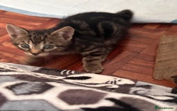Domestic Shorthair cats for sale: 2 beautiful males - Image 5