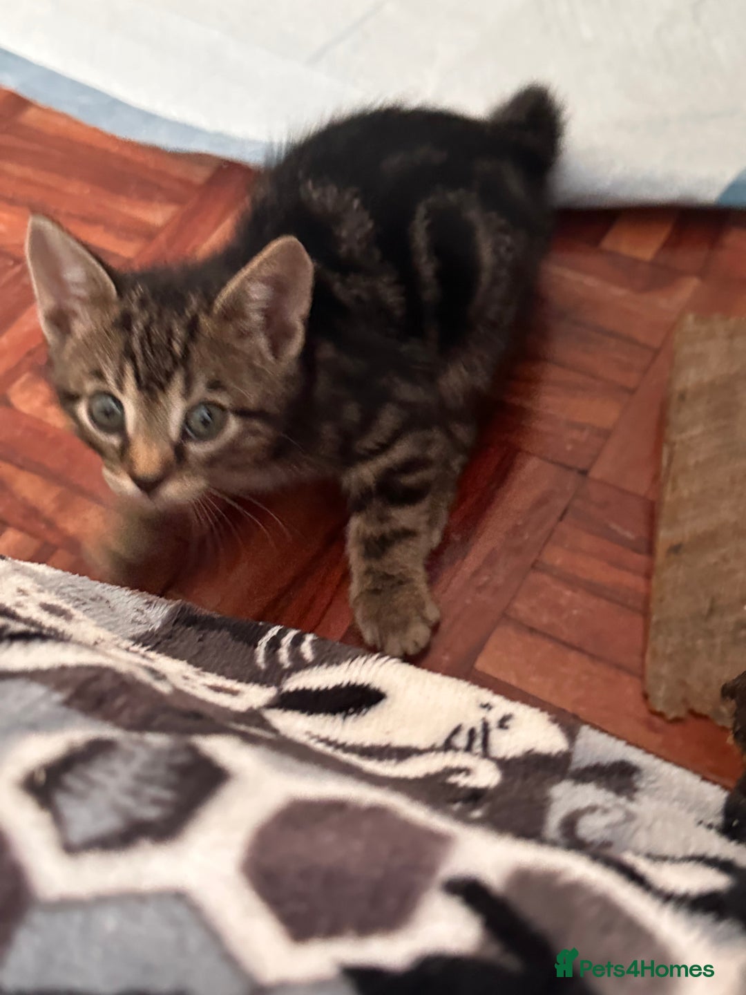 Domestic Shorthair cats for sale: 2 beautiful males - Image 5