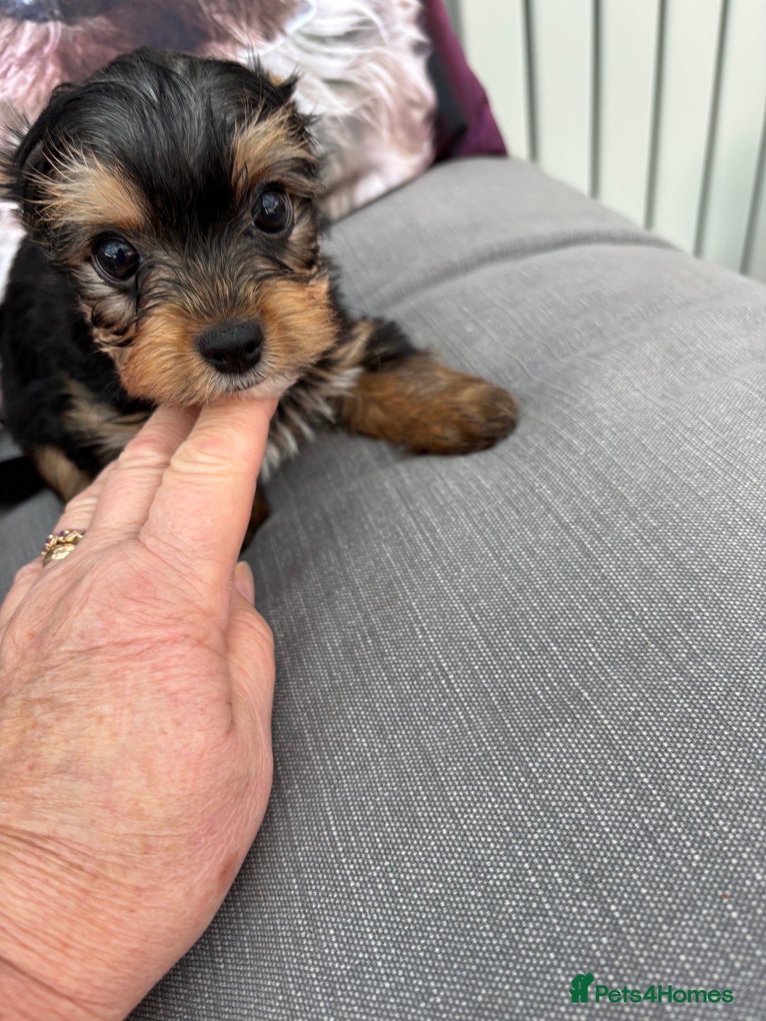 Yorkshire Terrier dogs for sale:  Merle Yorkshire terrier puppies  - Image 6