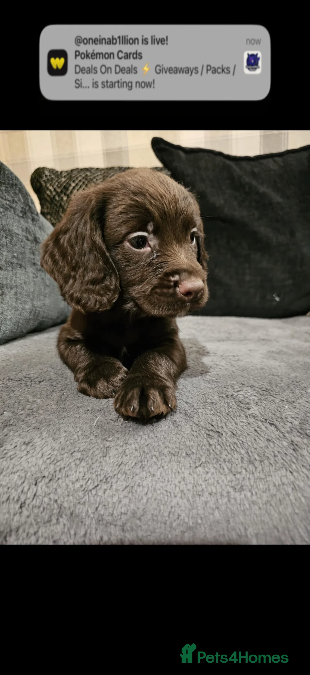 Cocker Spaniel dogs for sale: Cocker spaniel boys! - Advert 8