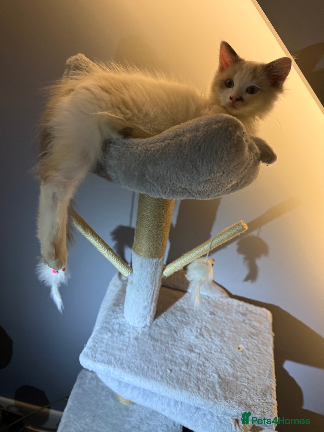 Ragdoll cats for sale: Ragdoll kittens  - Image 11