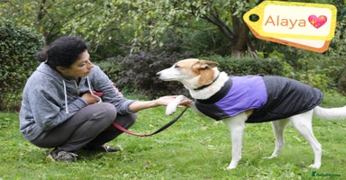 Mixed Breed dogs - Advert 7