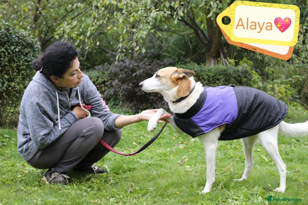 Mixed Breed dogs for adoption: 💖🐶 ALAYA 🐶💖 - Image 3