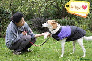 Mixed Breed dogs 💖🐶 ALAYA 🐶💖 - Advert 8