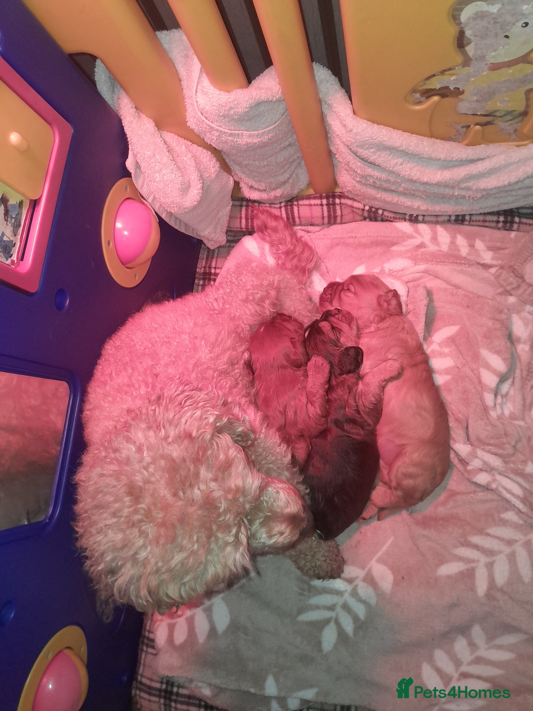 Cockapoo dogs for sale: Cockerpoo boys  - Advert 9