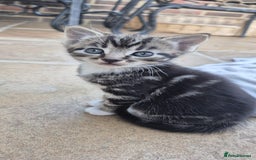 Mixed Breed cats for sale: Beautiful Tame Kittens Tabby Black White - Image 9