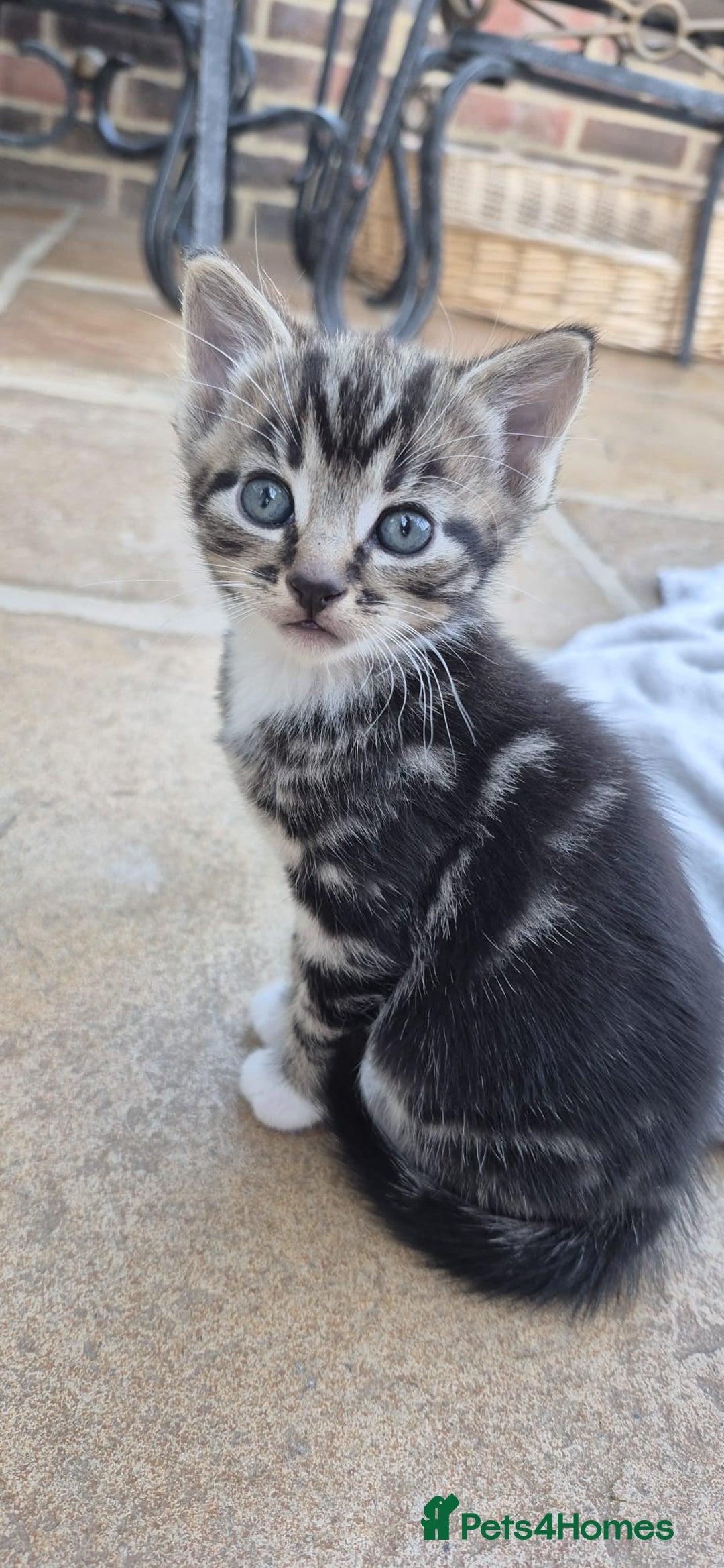 Mixed Breed cats for sale: Beautiful Tame Kittens Tabby Black White - Image 9