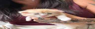Maine Coon 6