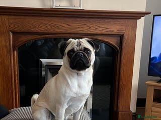 Pug dogs KC registered Pug for stud - Advert 1