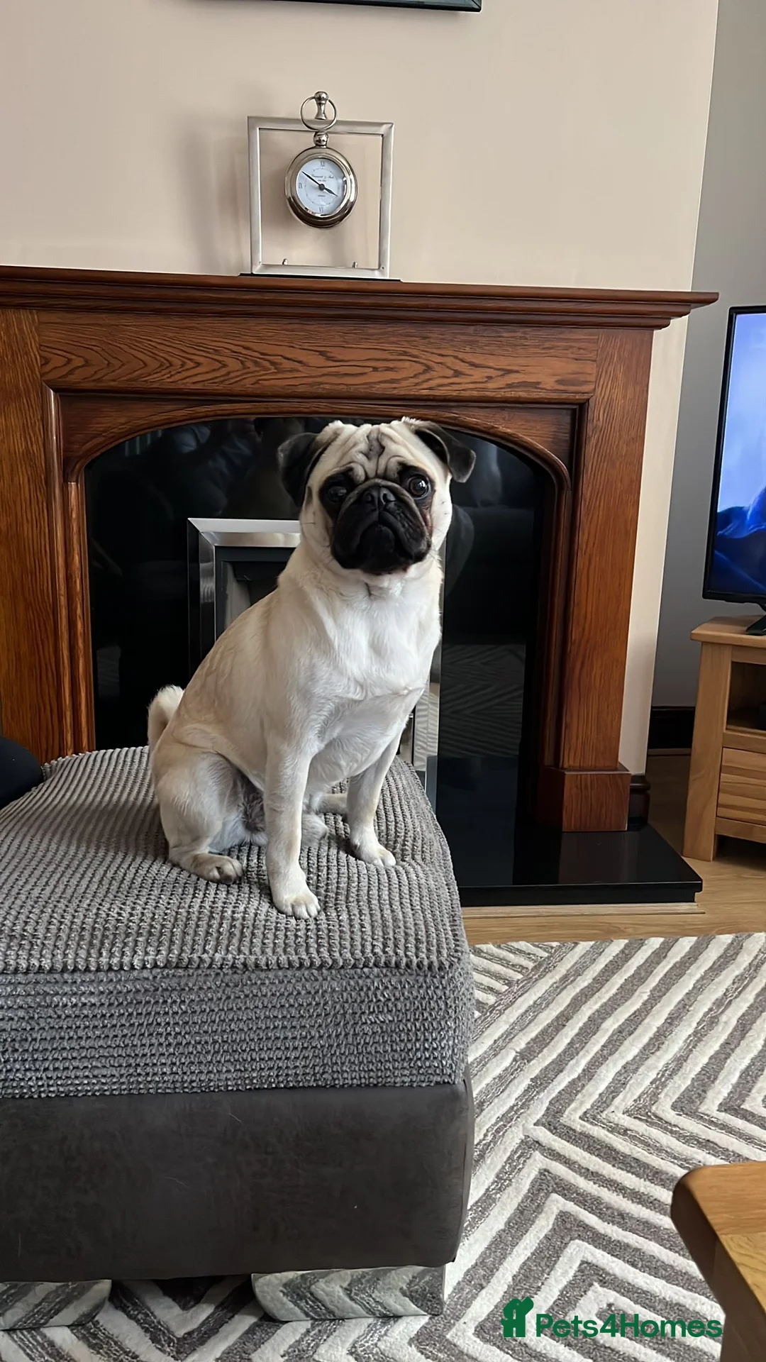 Pug dogs for stud: KC registered Pug for stud  - Advert 1