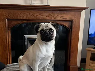 Pug dogs KC registered Pug for stud - Advert 1