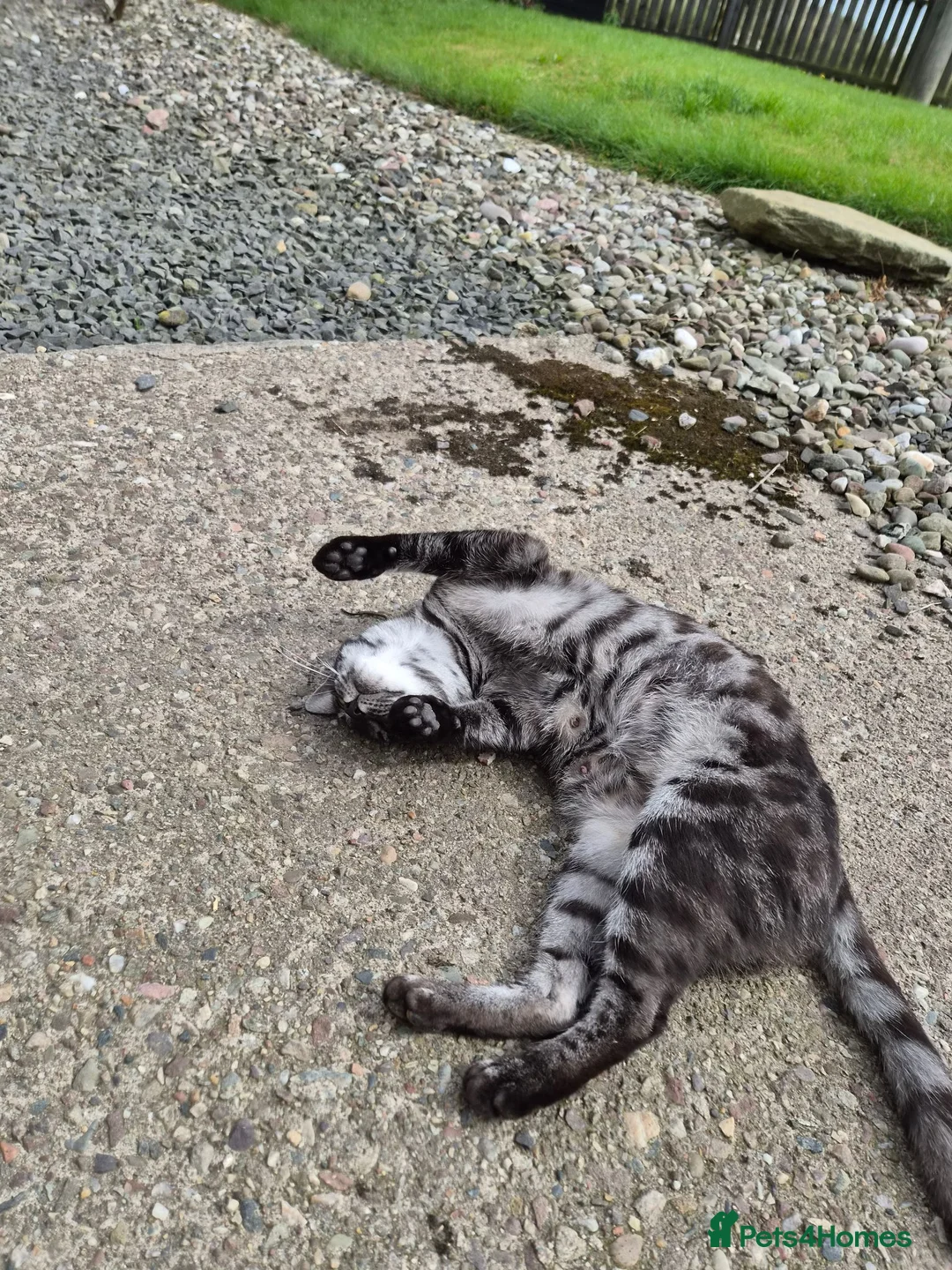 Bengal cats for sale: Pedigree Female Bengal for rehome. - Advert 2