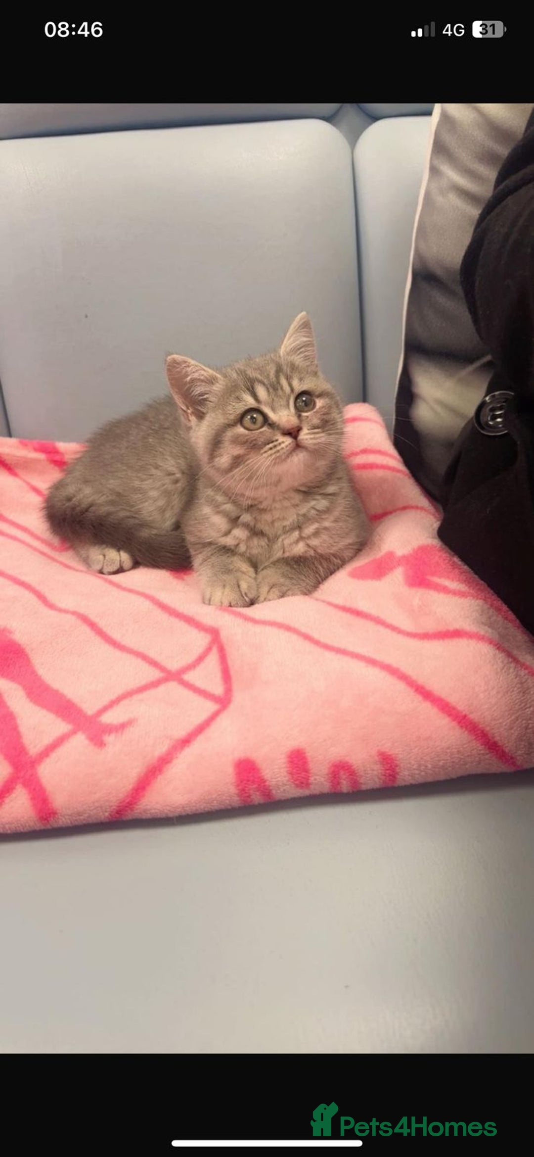 British Shorthair cats for sale: British short hair - Advert 3