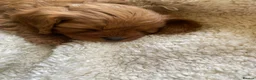 Cavapoo dogs for sale: Red Cavapoo babies - Advert 23