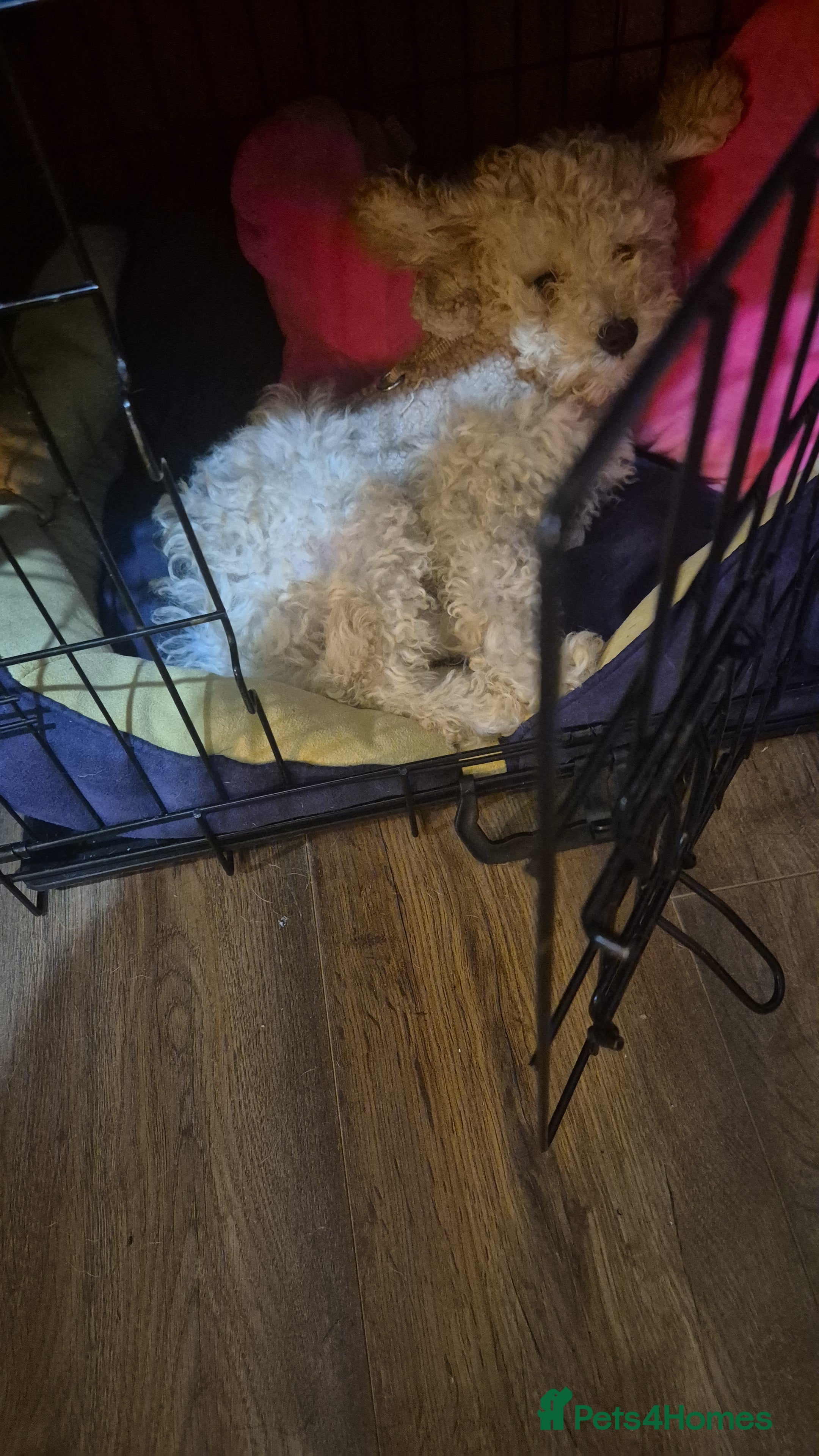 Maltipoo dogs Loving Home Needed for Maltipoo baby - Advert 12