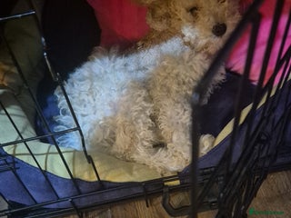 Maltipoo dogs Loving Home Needed for Maltipoo baby - Advert 1
