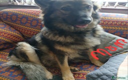 German Shepherd dogs for sale: German shepherd puppies  - Image 1