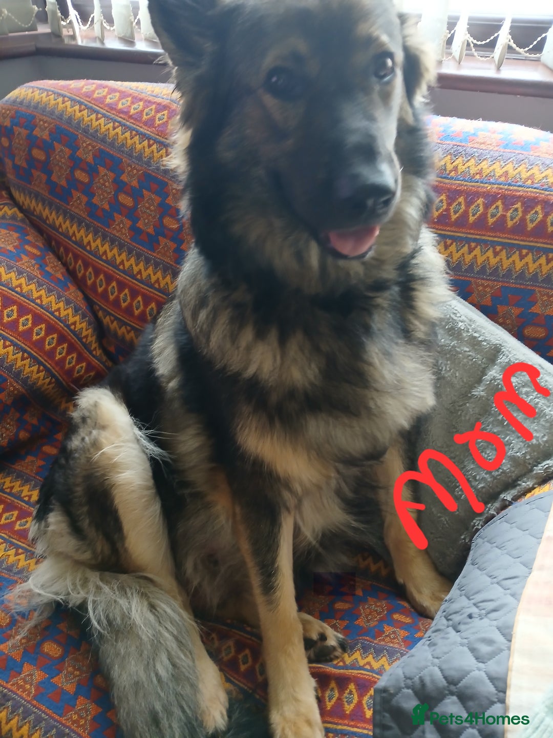 German Shepherd dogs for sale: German shepherd puppies  - Image 1