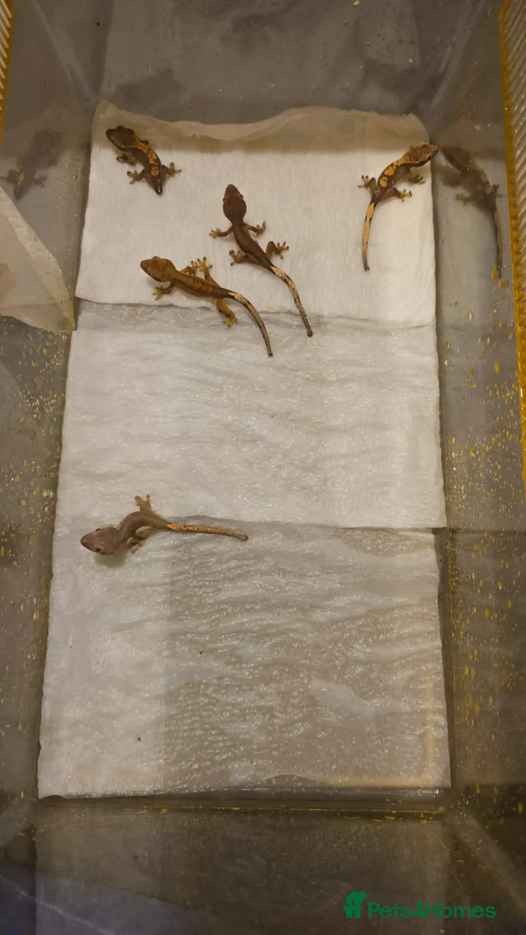 Gecko reptiles for sale: crested geckos please read the description  - Advert 2