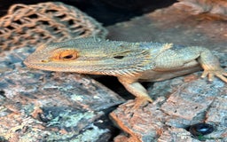 Bearded Dragon reptiles for sale: Bearded dragon  - Advert 5