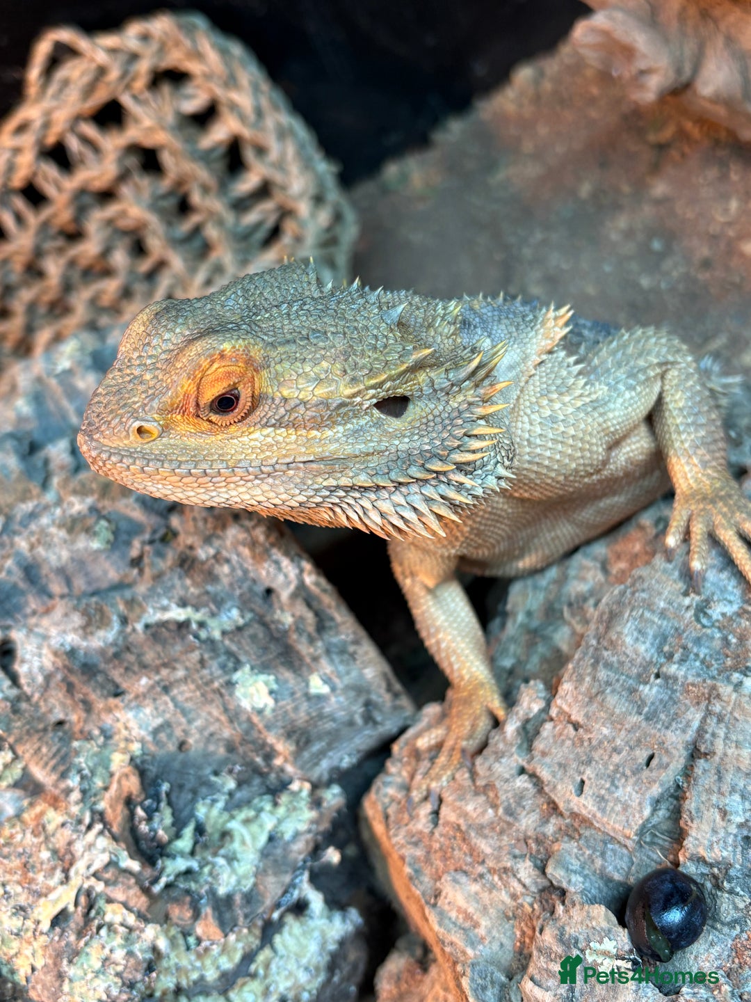 Bearded Dragon reptiles for sale: Bearded dragon  - Advert 5