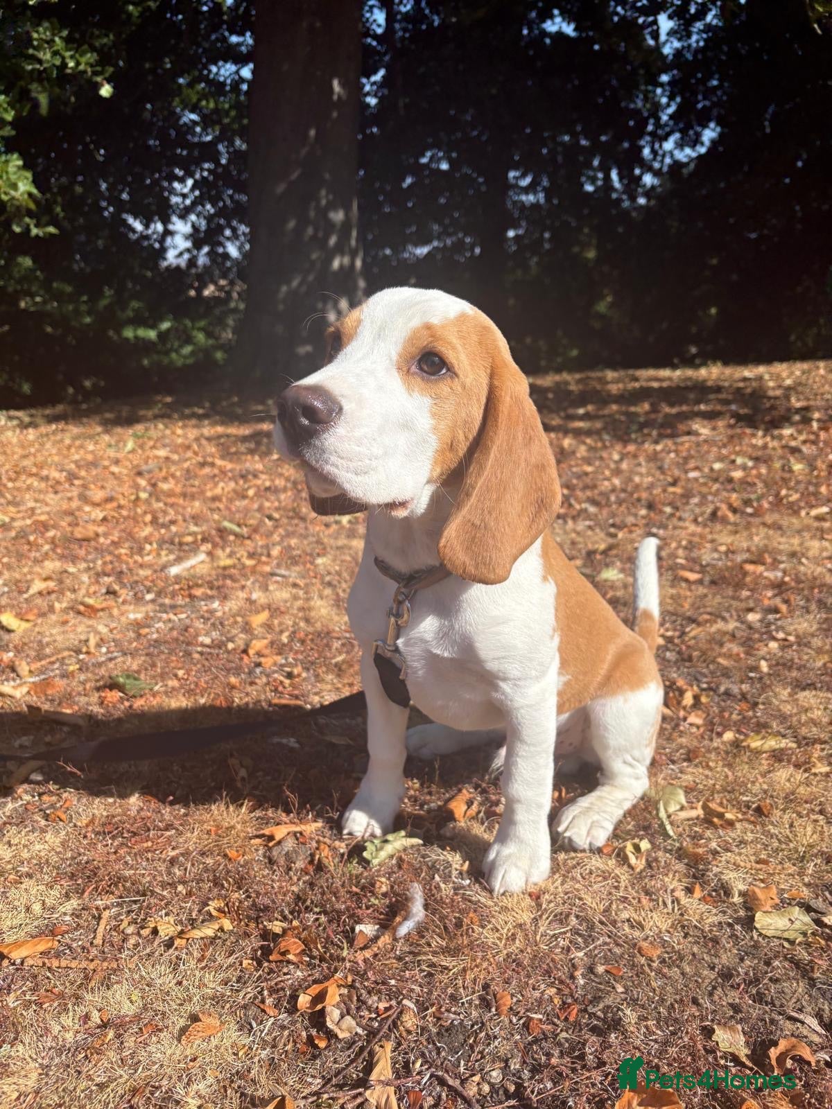 Beagle dogs Boy Lemon Pedegree Beagle - 5 months - Advert 17