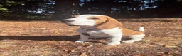 Beagle dogs for sale: Boy Lemon Pedegree Beagle - 5 months - Advert 1