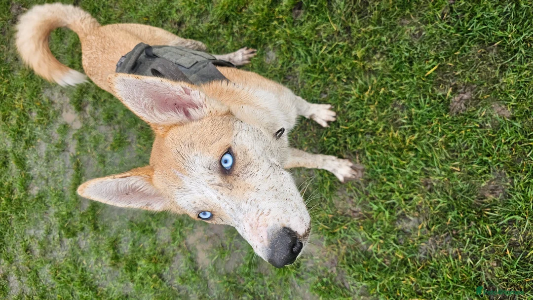 Mixed Breed dogs for sale: 18month ginger husky/collie boy - Advert 18