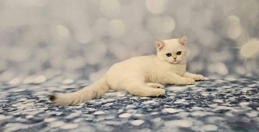 British Shorthair cats for sale: Excellent Scottish straight and fold kittens - Image 19