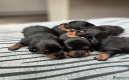 Miniature Dachshund dogs for sale: KC short haired miniature Black and Tan puppies - Image 5