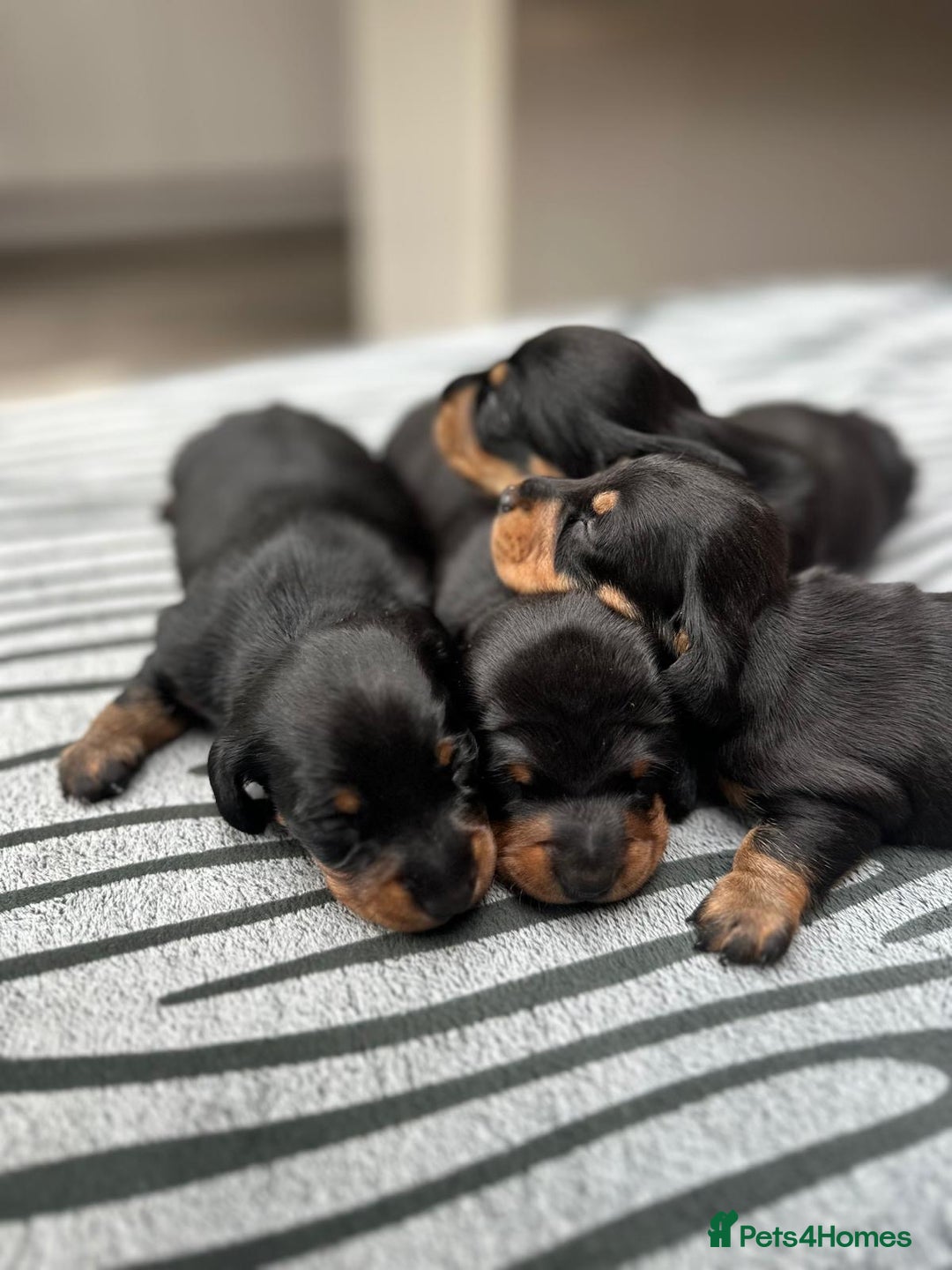 Miniature Dachshund dogs for sale: KC short haired miniature Black and Tan puppies - Image 5