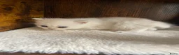 British Shorthair cats for sale: Silver pedigree British Shorthair kittens  - Advert 16