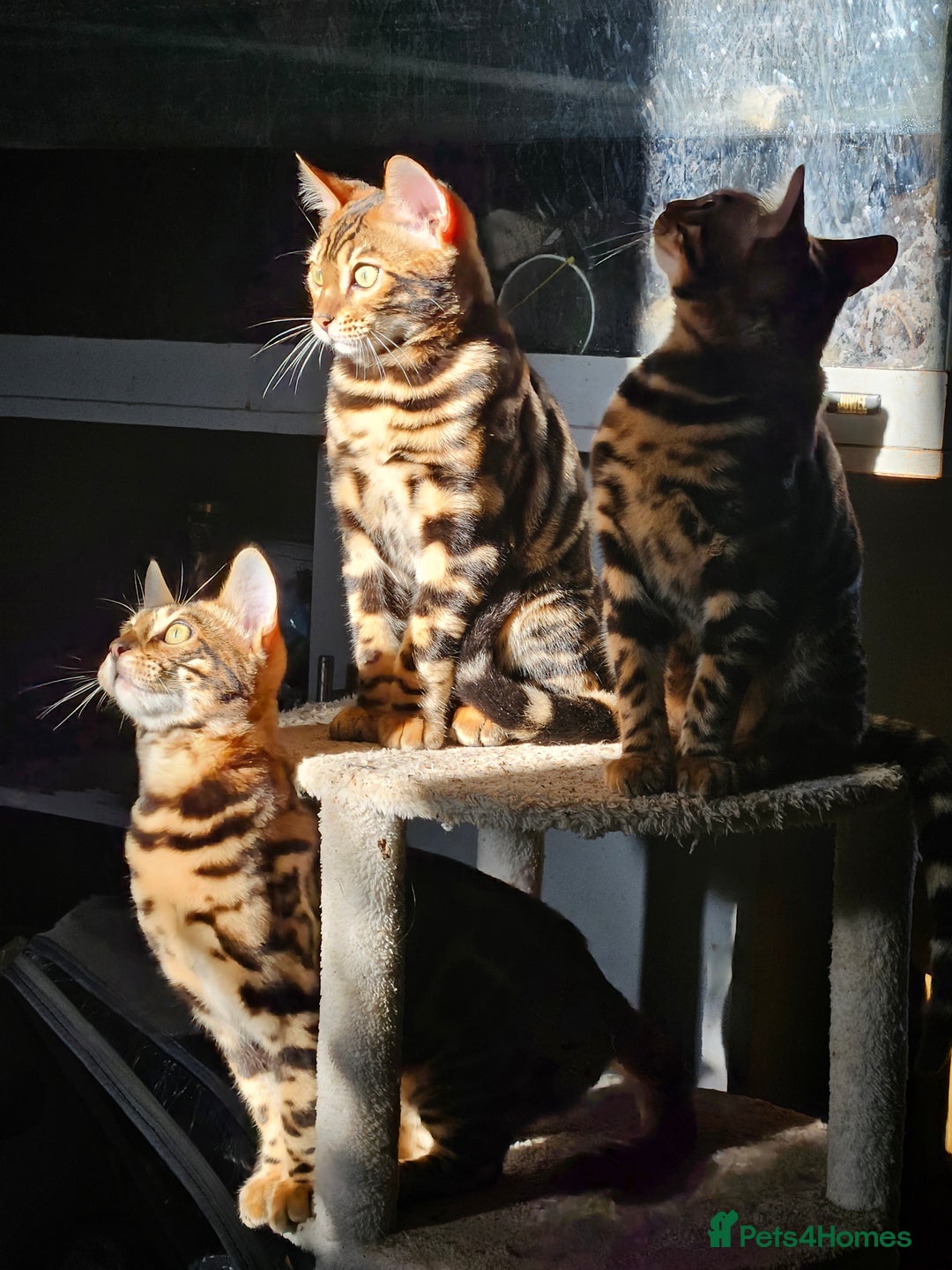 Bengal cats for sale: Brown Rosetted TICA Bengals Ready Now - Advert 11
