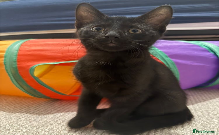 Mixed Breed cats 3 male kittens ready for rehoming - 9 weeks old  - Advert 3