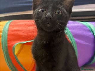 Mixed Breed cats 3 male kittens ready for rehoming - 9 weeks old - Advert 4