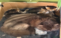 British Longhair cats for sale: Beautiful British Longhair Kittens  - Image 13