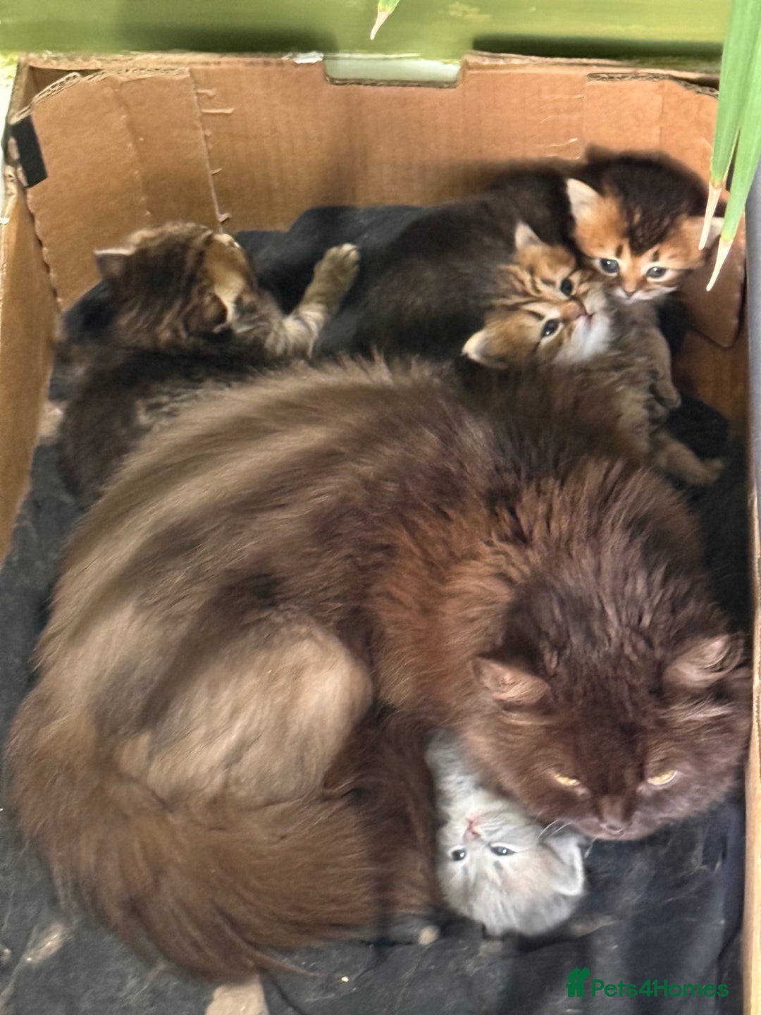 British Longhair cats for sale: Beautiful British Longhair Kittens  - Image 13